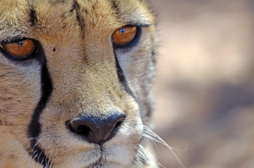 Close-up of face of cheetah, Namibia, Africa © Bryony