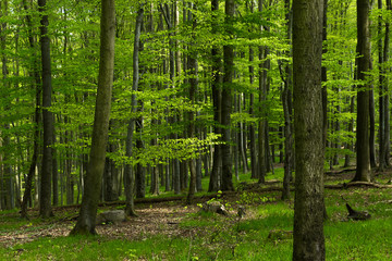 Das Leuchten der Blätter im grünen frühlingshaften Wald