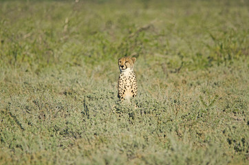 Cheetah in tall green grass, Etosha © Bryony