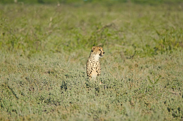 Cheetah in tall green grass, Etosha © Bryony