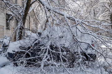 Broken tree fallen down on parked car,damaged car after snowstorm. Tree down on cars after heavy winter snowstorm
