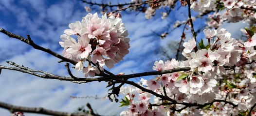 cherry blossom flowers