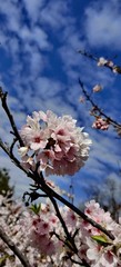 cherry blossom flowers