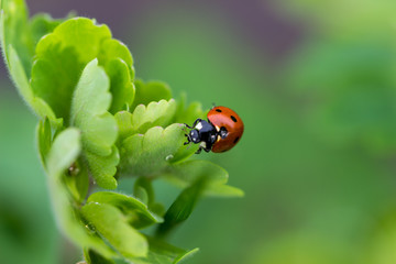 Kleiner Marienkäfer als Glücksbringer