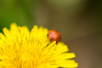 Marienkäfer krabbelt über eine Löwenzahn Blüte © ohenze