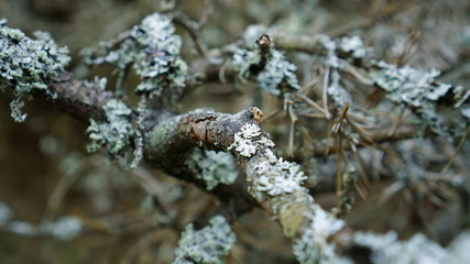 Tree in the forest