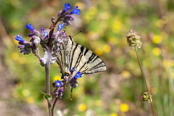 Scarce swallowtail, Iphiclides podalirius, large butterfly sitting on blue flower.
