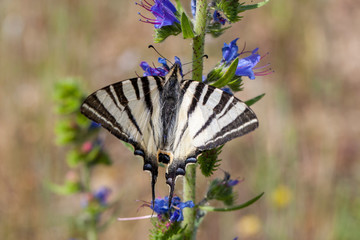 Scarce swallowtail, Iphiclides podalirius, large butterfly sitting on blue flower.