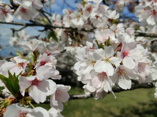 cherry blossom flowers