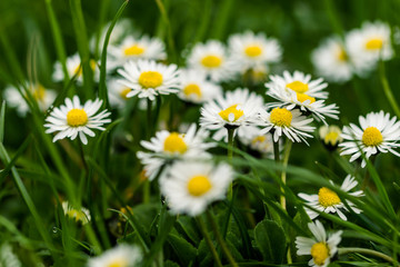 Auf der Wiese befinden sich viele kleine G&auml;nsebl&uuml;mchen