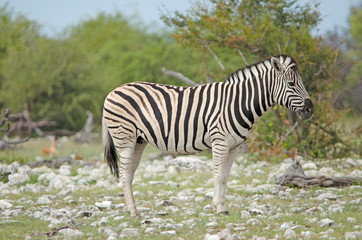 Burchell's Zebra in Etosha, green grass, white stones