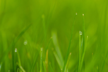 Grüner Rasen mit Regentropfen