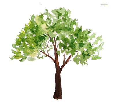 hand drawn watercolor illustration of green summer spring tree lush foliage with brown trunk. Painted landscape design element. Eco ecological biology environment concept. For forest wood woodland