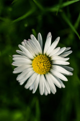 G&auml;nsebl&uuml;mchen im Gras
