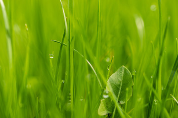 Grüne Textur Rasen Nahaufnahme