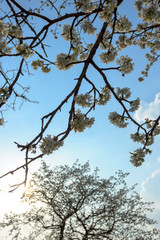 Kirschblüte und blauer Himmel