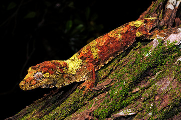 Neukaledonischer Flechtengecko (Mniarogekko chahoua) Île des Pins, Neukaledonien - mossy New Caledonian gecko / Île des Pins, New Caledonia - obrazy, fototapety, plakaty