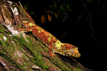 mossy New Caledonian gecko / Neukaledonischer Flechtengecko (Mniarogekko chahoua)