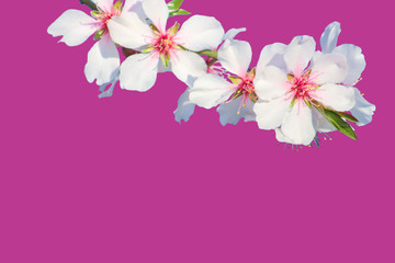 Branch with blossoms cherry Isolated on pink background.  Flowers cherry tree close-up. Flowering time of Sakura trees. Web banner with copy space