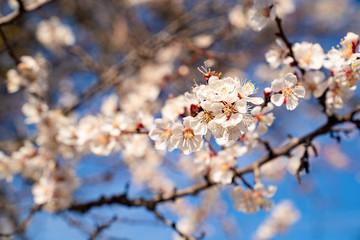 many small flowers. white flowering branch  tree.
