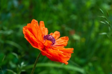 Beautiful red poppy plant in the forest or garden in nature. Slovakia