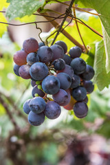 Fresh grapes on the tree