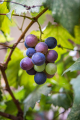 Fresh grapes on the tree