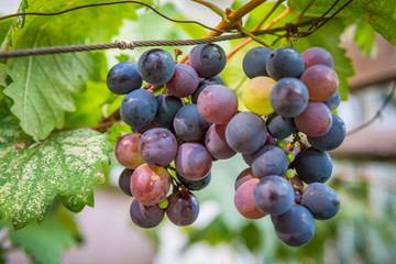 Fresh grapes on the tree