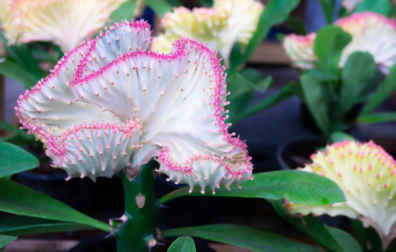 euphorbia lactea tree