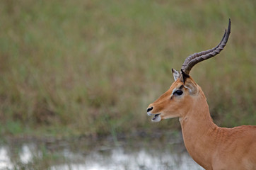 Naklejka na ściany i meble Side view of common impala, northern Namibia, Africa