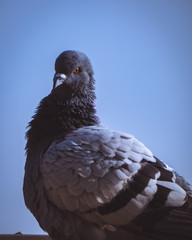 Pigeon