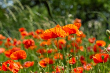 Beautiful red poppy plant in the forest or garden in nature. Slovakia