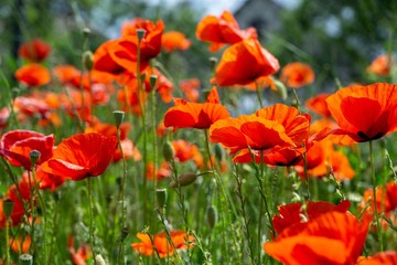 Beautiful red poppy plant in the forest or garden in nature. Slovakia