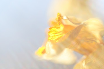 Fototapeta na wymiar Yellow daffodil on a white background with sunbeams