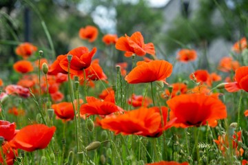 Fototapeta premium Beautiful red poppy plant in the forest or garden in nature. Slovakia