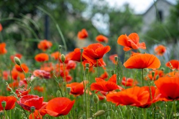 Naklejka premium Beautiful red poppy plant in the forest or garden in nature. Slovakia