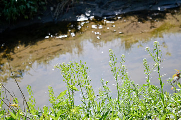 Wild Green Plants Growing Beside a Flowing Stream