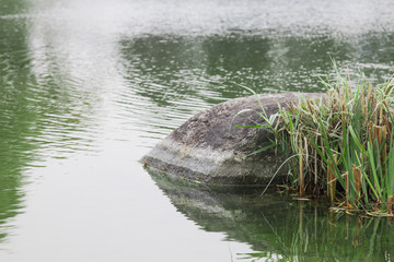 stones and grasses in an environment of water in public park