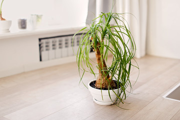 home plant nolina in pot on light floor