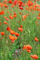 Beautiful red poppy plant in the forest or garden in nature. Slovakia