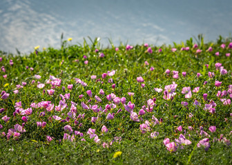 Wildflowers along  Clear Creek in Pearland!