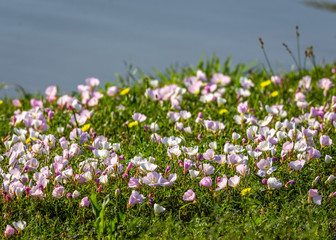 Fototapeta premium Wildflowers along the Shadow Creek Ranch Nature Trail in Pearland!