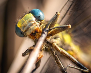 Big eyes! A dragonflies stare!