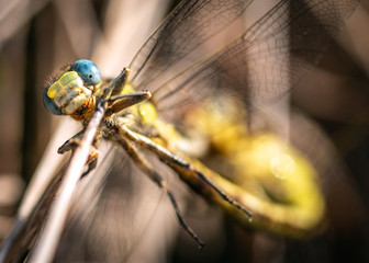 Sulphur-tipped Clubtail clinging to a stick along the nature trail!