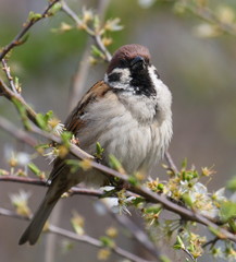 Tree sparrow on branch in spring, passer montanus