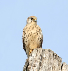 Common Kestrel on stump, Falco tinnunculus