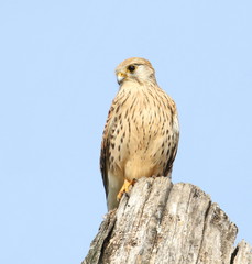 Common Kestrel on stump, Falco tinnunculus