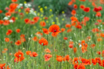 Beautiful red poppy plant in the forest or garden in nature. Slovakia