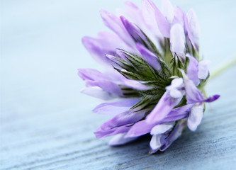 eine Blüte liegt auf einer hellem Holzuntergrund close up