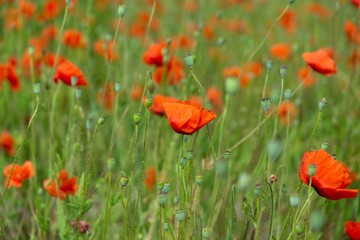 Beautiful red poppy plant in the forest or garden in nature. Slovakia